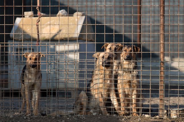 Sklonište za životinje često je zadnja destinacija za većinu napuštenih pasa