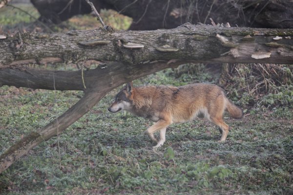 Odbjegla vučica privikla se na novu adresu u Osijeku, a uskoro joj stiže i društvo, vuk iz Njemačke
