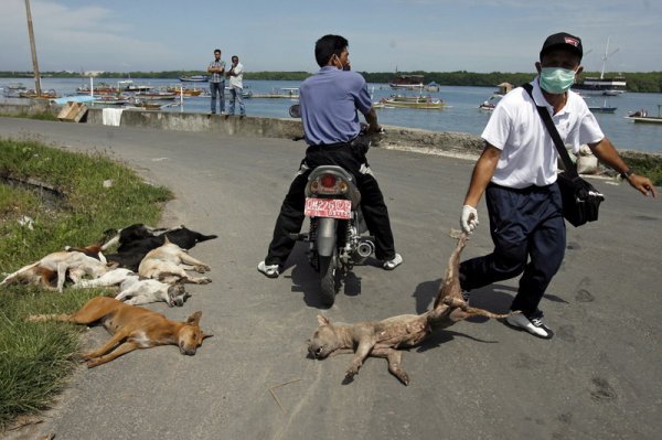 Bjesnoća na otoku Baliju u Indoneziji, veljača 2009.