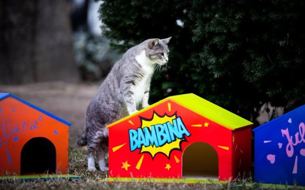 Djelatnici HNK-a postavili su šarene kućice za mačke