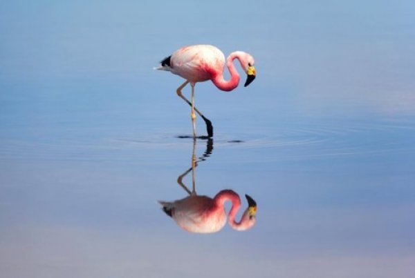 Nestaju lagune sa stotinama flaminga