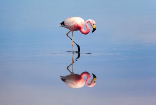Nestaju lagune sa stotinama flaminga