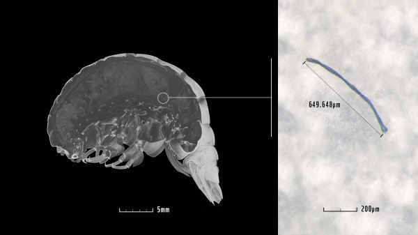 Eurythenes plasticus / Micro CT