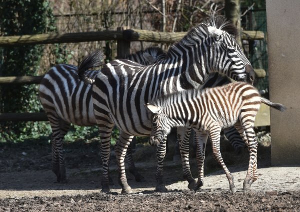 Zagrebačka obitelj zebri dobila je novog člana