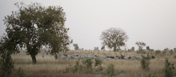 Dobar dio Senegala čini zapadni rub afričkog Sahela, uske zone suhih travnjaka koji se protežu skroz do Sudana. Kao pastoralni nomadi, Fulani već stoljećima žive na tom suhom i trusnom području 