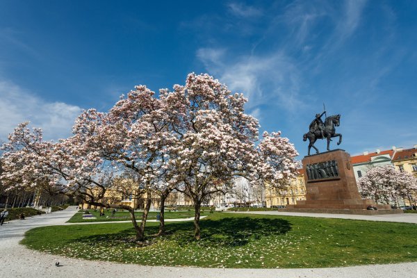 Magnolije na Trgu kralja Tomislava