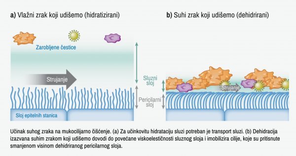 Učinak zraka na mukocilijarno čišćenje