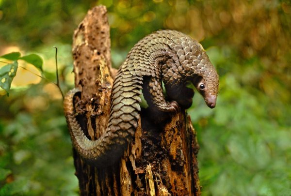 Ljuskavac Pangolin za kojega se vjeruje da je posredovao u prijenosu koronavirusa sa šišmiša na čovjeka