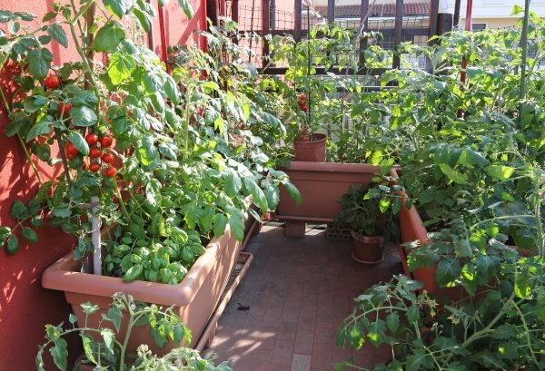 Uzgoj povrća na balkonu
