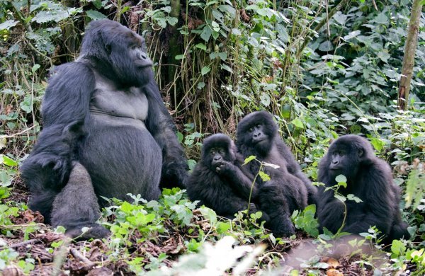 Ruanda je zabranila pristup ugroženim planinskim gorilama u svojim nacionalnim parkovima