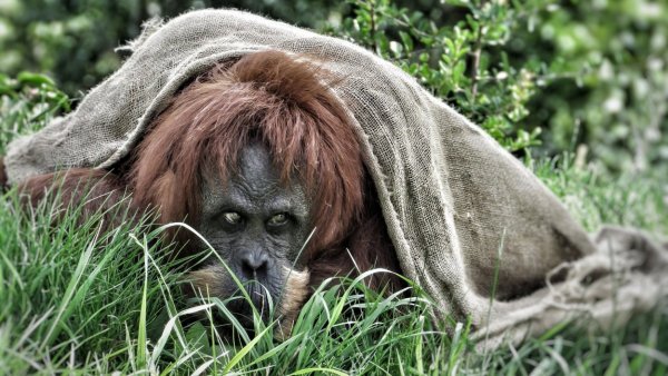 Orangutanima i bez koronavirusa prijeti istrebljenje. Bolest bi samo ubrzala njihov nestanak s lica zemlje
