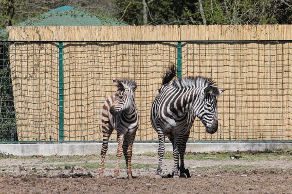 Zebre u Zoološkom vrtu grada Zagreba