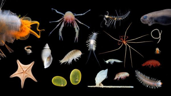 Neka od morskih bića otkrivenih u ekspediciji Schmidt Oceana