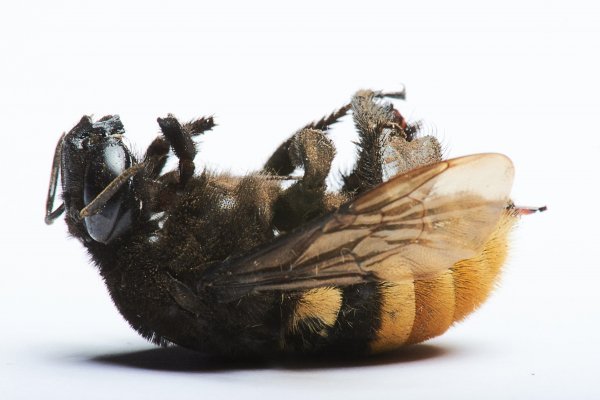 Nestanak pčela izazvat će lančanu reakciju