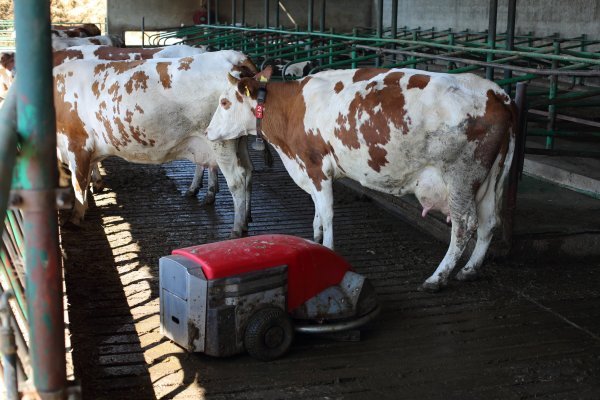 Na farmi Kruljčevih dnevno se proizvede oko 1300 litara mlijeka