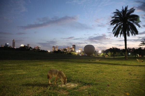 Šakal luta praznim parkom Hayarkon u Tel Avivu