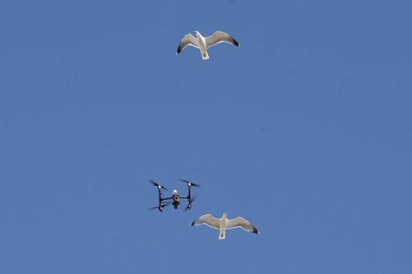 Galebovi napali dron