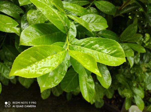 Xiaomi Redmi Note 9S Pro - primjeri fotografija