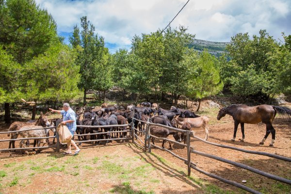OPG Antunović, Kuna, Pelješac