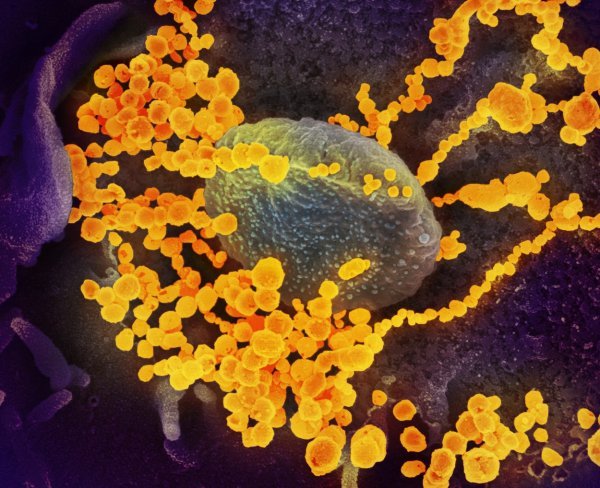 Koronavirus