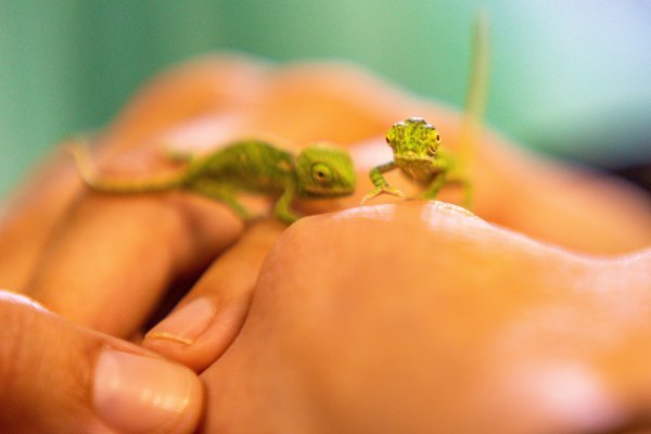 Bebe kameleoni u pulskom aquariumu