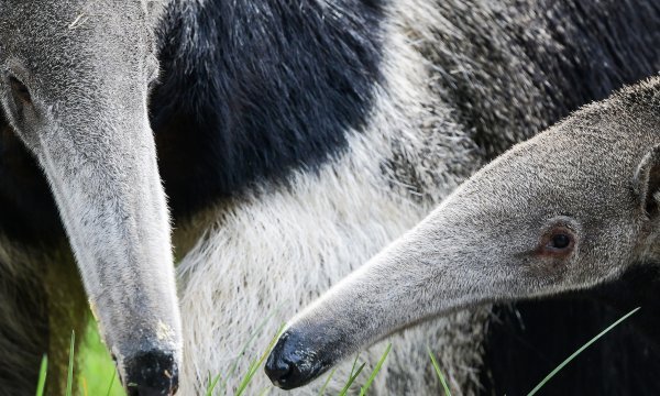 Zagreb: Smogovci dali ime divovskom mravojedu, zvati će se Nosonja