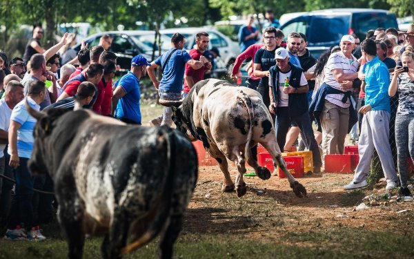 Dva bika uletjela u publiku za vrijeme bikijade u Dicmu, muškarac prebačen u bolnicu