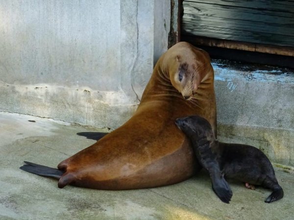 Kalifornijski morski lavić i njegova majka