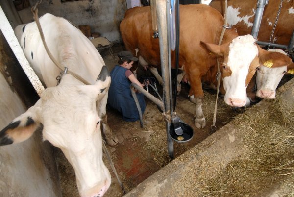 Uzgajivači goveda strahuju da bi se, nakon rudara, na meti želje za zelenijom ekonomijom mogli naći i oni