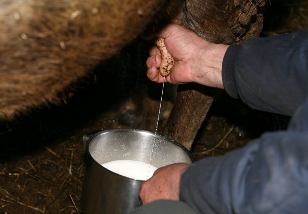 Proizvodnja mlijeka postojano pada od 2009. godine
