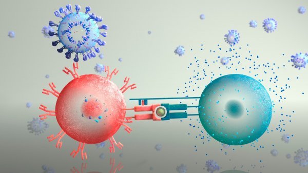 Ilustracija imunološkog odgovora na infekciju novim koronavirusom SARS-CoV-2
