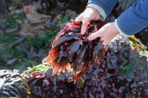 Alga crvene boje bogata je važnim hranjivim tvarima poput željeza i vitamina B6, B12, E i A