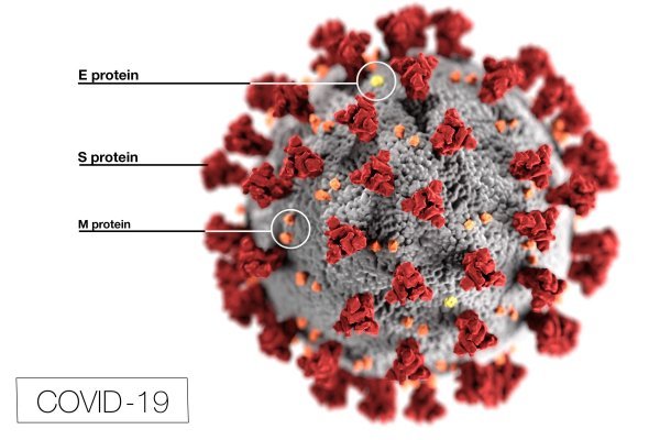 Koronavirus i njegovi proteini