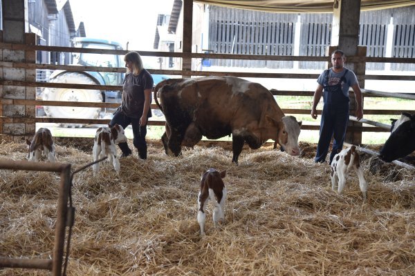 Krava i telad u Feričancima