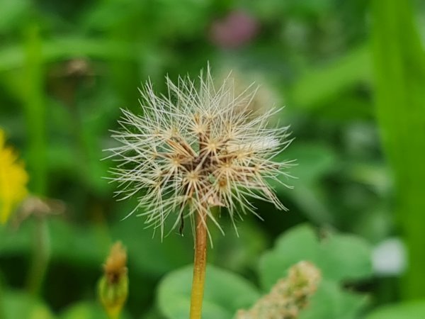 Samsung Galaxy Note20 Ultra primjeri fotografija