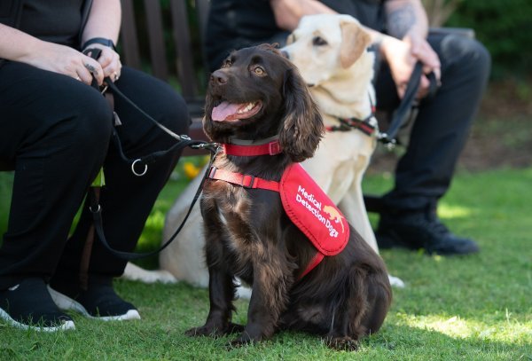 Psi njuše koronaviruse