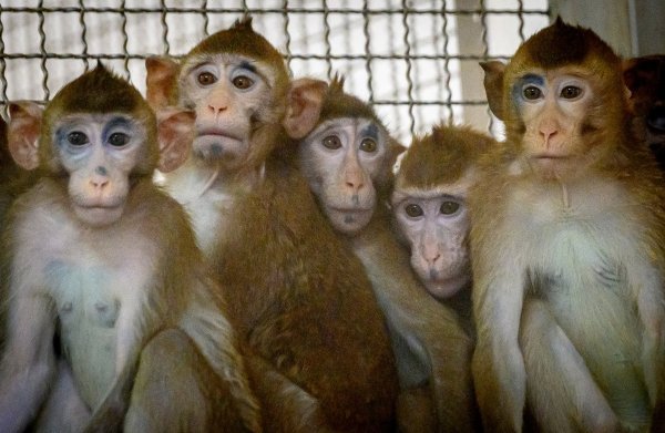 Imunološki sustavi majmuna i čovjeka toliko su slični da studije cjepiva mogu koristiti iste testove za mjerenje antitijela
