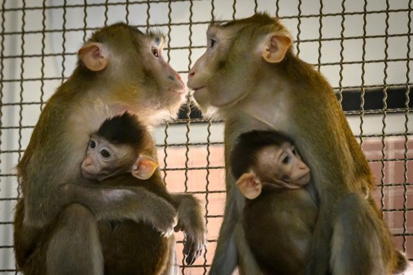 Primate nijelako uzgojiti, relativno su veliki i skupi za održavanje