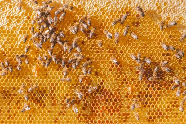Pčelinji otrov i melitin značajno, selektivno i brzo smanjuju održivost trostruko negativnog karcinoma dojke i stanica karcinoma dojke obogaćenih HER2