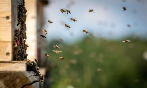 Otrov pčela u Australiji, Irskoj i Engleskoj ima gotovo identične učinke na rak dojke, ali ne i otrov bumbara