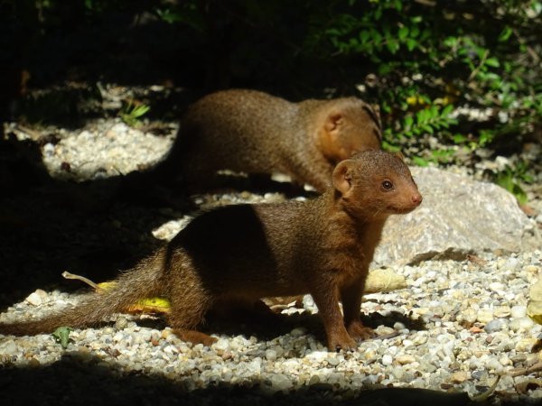 Patuljasti mungosi u Zoološkom vrtu grada Zagreba