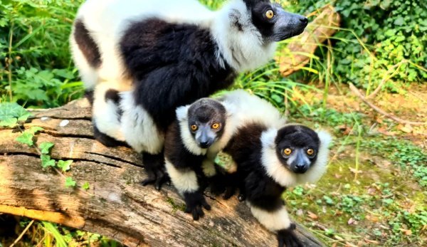 Čupavouhe lemurice s mamom