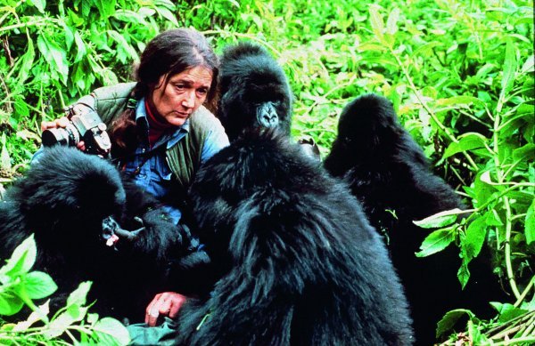 Dian Fossey s planinskim gorilama u Ruandi. Privukla je pozornost svijeta na težak položaj ove vrste gorila i pomogla nam da ih snimimo za Život na Zemlji.