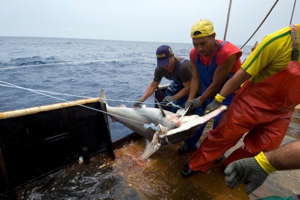 Ne samo zbog skvalena: Godišnje se potamani gotovo 100 milijuna morskih pasa