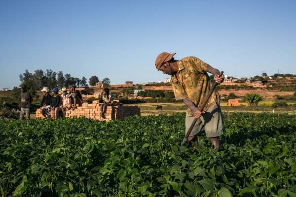 Na Madagaskaru se slatki pelin uzgaja na svakom koraku