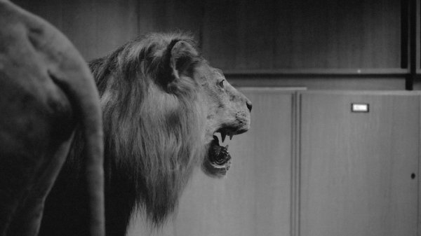 Jelena Jureša, Aphasia