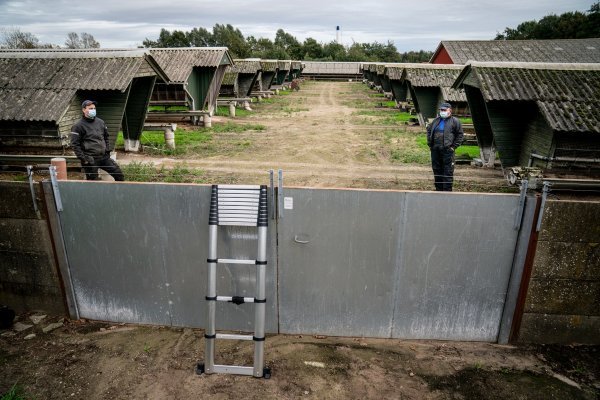 Farma kuna u Danskoj