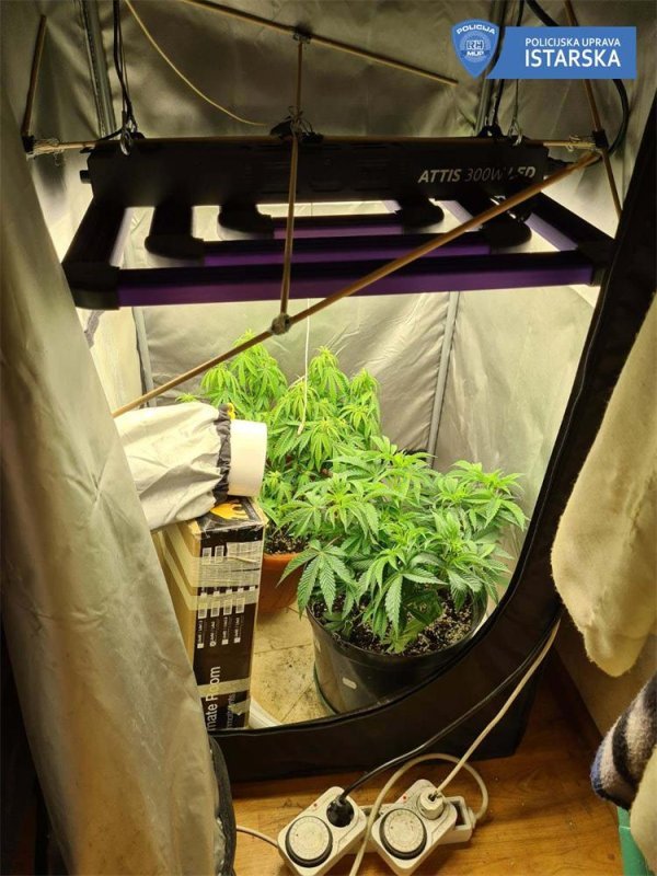Muškarac uzgajao marihuanu u stanu u Puli