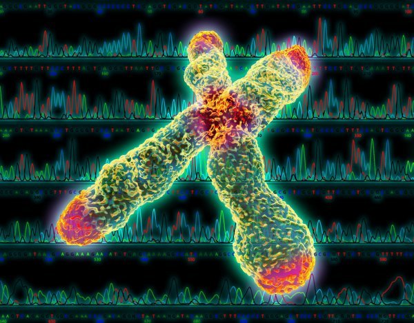 Telomere, zaštitne kape na krajevima kromosoma