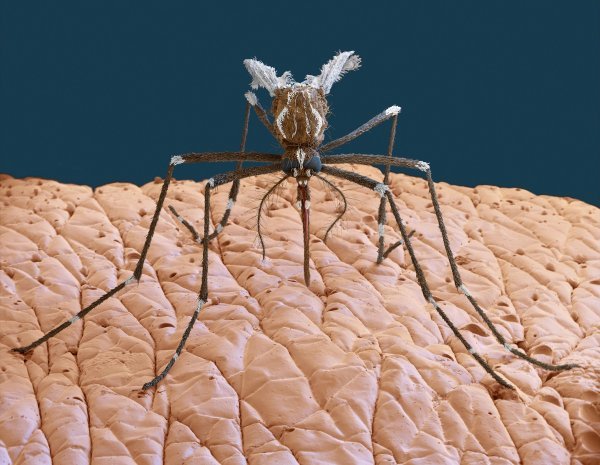 Žuta groznica prenosi se ugrizom komarca